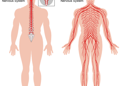 Централна и периферна нервни системи